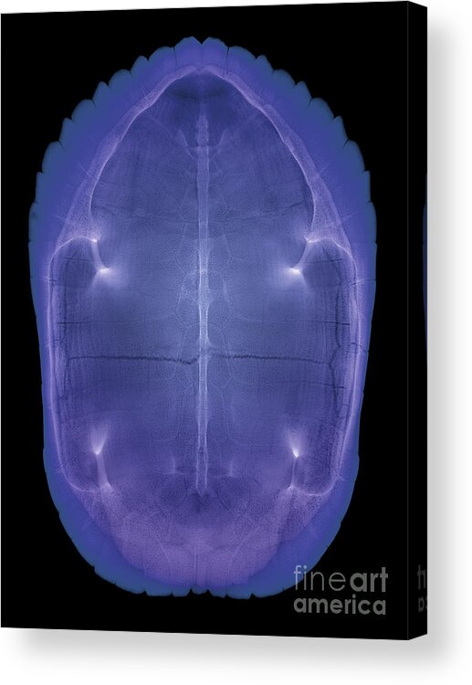 Radiograph Acrylic Print featuring the photograph X-ray Of A Turtle Shell by Ted Kinsman