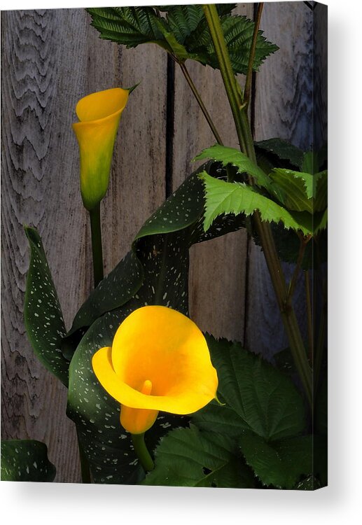 Landscape Acrylic Print featuring the photograph Yellow Calla Lily Morning by Richard Thomas