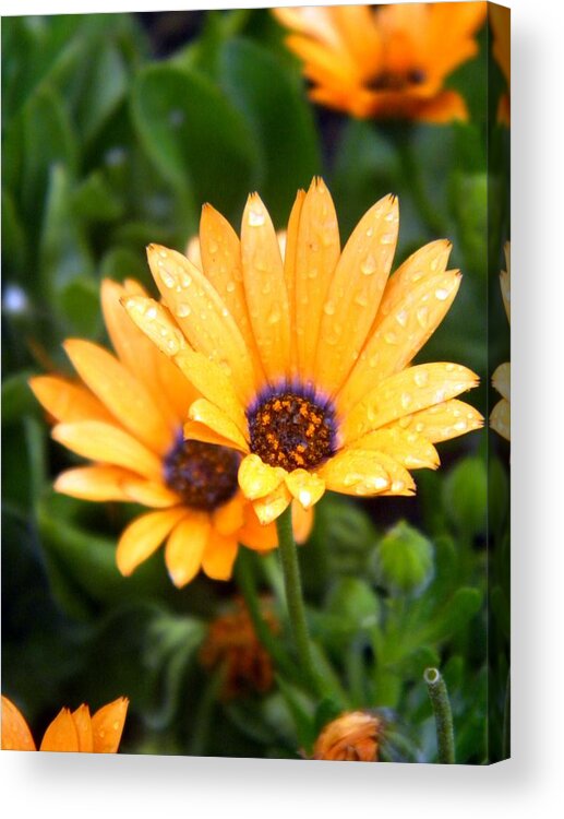 Yellow Acrylic Print featuring the photograph Yellow Colored Petals by Amanda Eberly