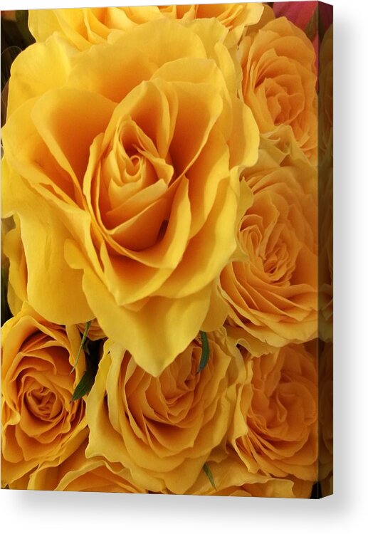 Rose Acrylic Print featuring the photograph Yellow joy by Rosita Larsson