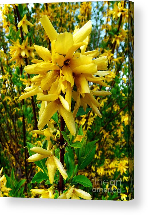Forsythia Acrylic Print featuring the photograph Yellow Me by Jasna Dragun