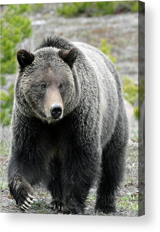 Yellowstone Acrylic Print featuring the photograph Yellowstone Grizzly With Claws by Bruce Gourley