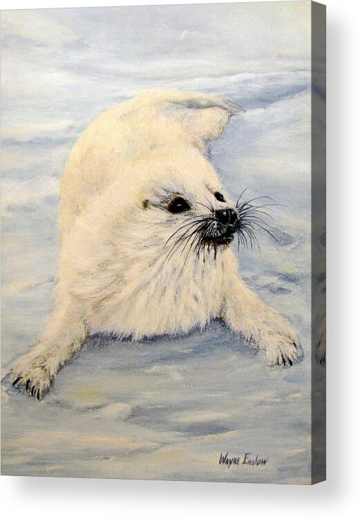 Wildlife Acrylic Print featuring the painting Young Seal by Wayne Enslow