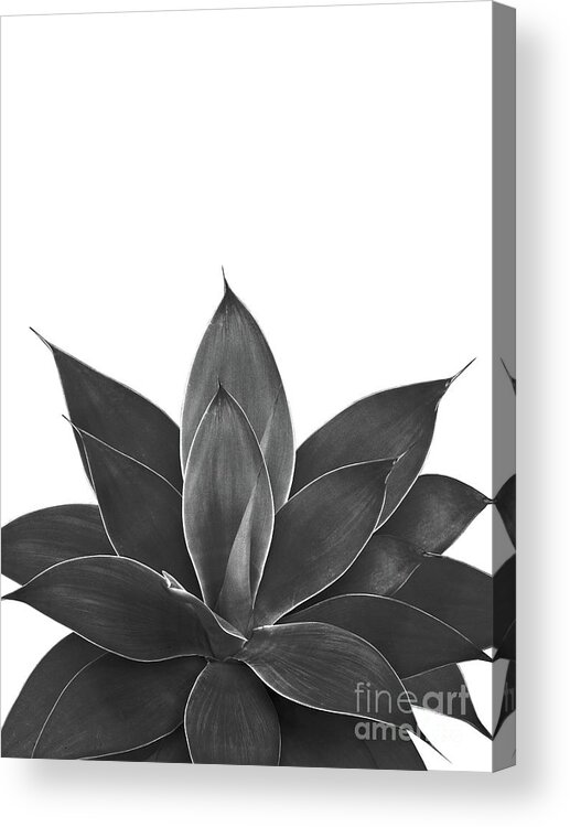 Photography Acrylic Print featuring the mixed media Black Agave #1 #tropical #decor #art #1 by Anitas and Bellas Art