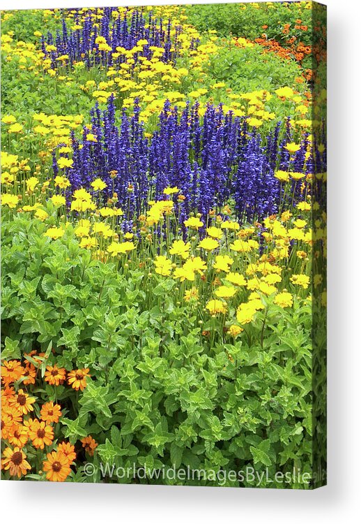 Gardens Acrylic Print featuring the photograph Botanical Garden Sydney, Australia by Leslie Struxness