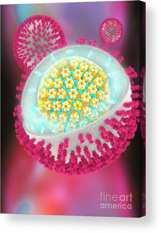 Herpes Simplex Virus Acrylic Print featuring the photograph Herpes Simplex Virus #1 by Ramon Andrade 3dciencia/science Photo Library