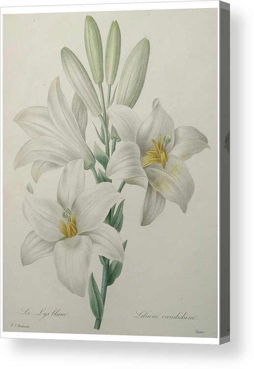Redoute Acrylic Print featuring the painting Lilly #1 by Pierre-Joseph Redoute