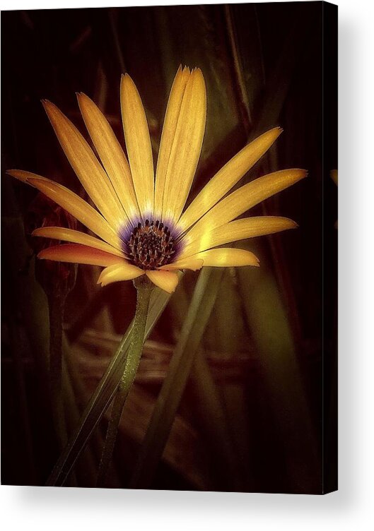 Nature Acrylic Print featuring the photograph Untitled #11 by Anna Cseresnjes