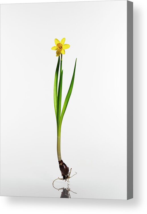 White Background Acrylic Print featuring the photograph Form #2 by Kei Uesugi