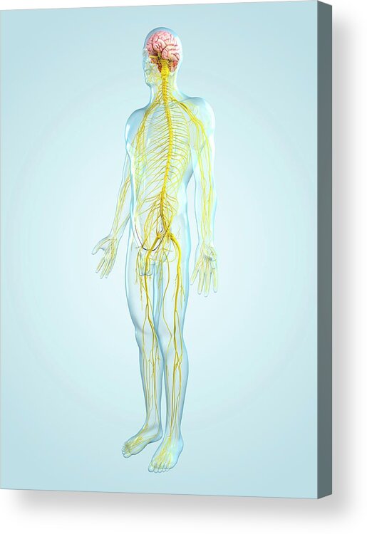 Physiology Acrylic Print featuring the digital art Nervous System, Artwork #2 by Sciepro