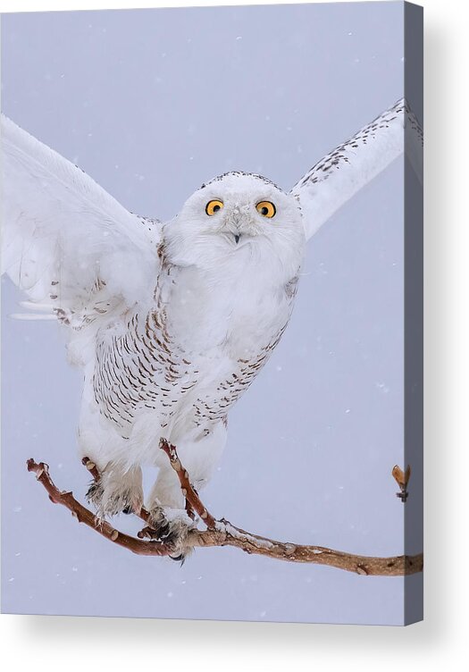 Snowing Acrylic Print featuring the photograph Snowy #2 by Tao Huang