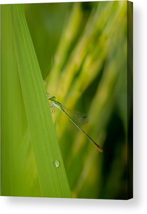 Insect Acrylic Print featuring the photograph A Moment In A Rice Field by Bhaskar Gupta