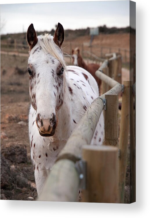 Horse Acrylic Print featuring the photograph Albino Horse by Jose A. Bernat Bacete