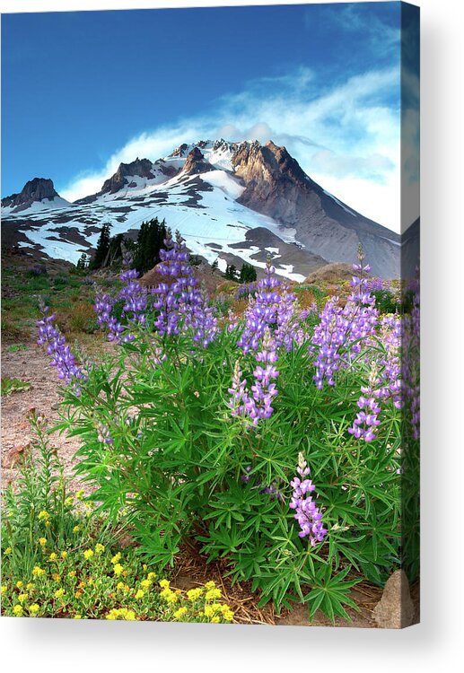Scenics Acrylic Print featuring the photograph Alpenglow On Flowers And Mt. Hood by Kokophoto