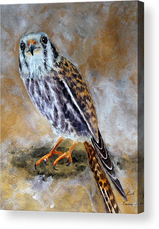 Raptor Acrylic Print featuring the painting American Kestrel by Ruth Kamenev