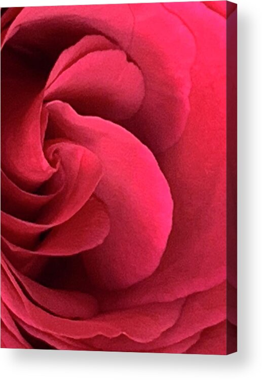 Rose Acrylic Print featuring the photograph As Love Waves In... by Tiesa Wesen