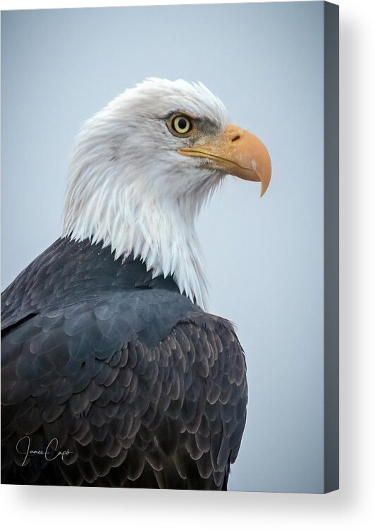 Alaska Acrylic Print featuring the photograph Bald Eagle Profile by James Capo