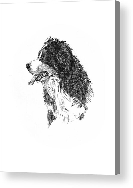 Bernese Mountain Dog Acrylic Print featuring the drawing Bernese Mountain Dog by Masha Batkova