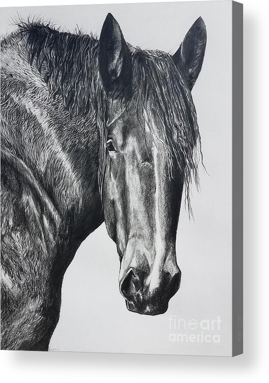 Horse Acrylic Print featuring the drawing Big Boy by Kathy Laughlin