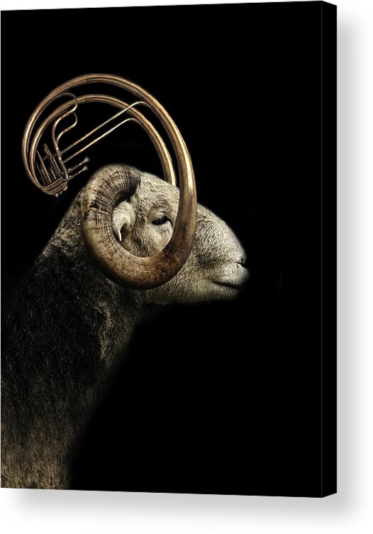 Brass Acrylic Print featuring the photograph Big Horn Sheep by Jeffrey Hummel
