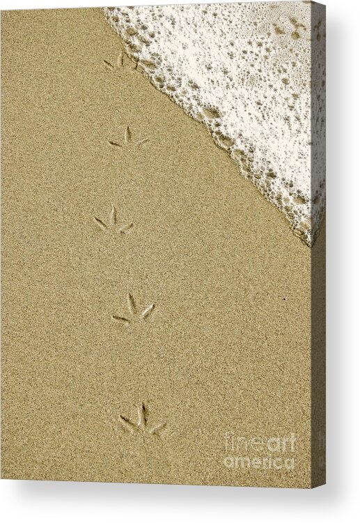 Footprints Acrylic Print featuring the photograph Birdprints in the Sand by Beth Myer Photography