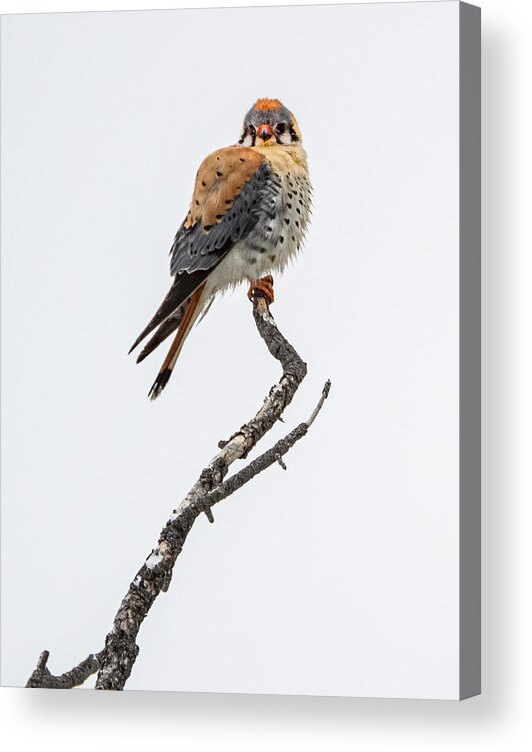 Bird Acrylic Print featuring the photograph Birds Eye View by Debbie Hunt