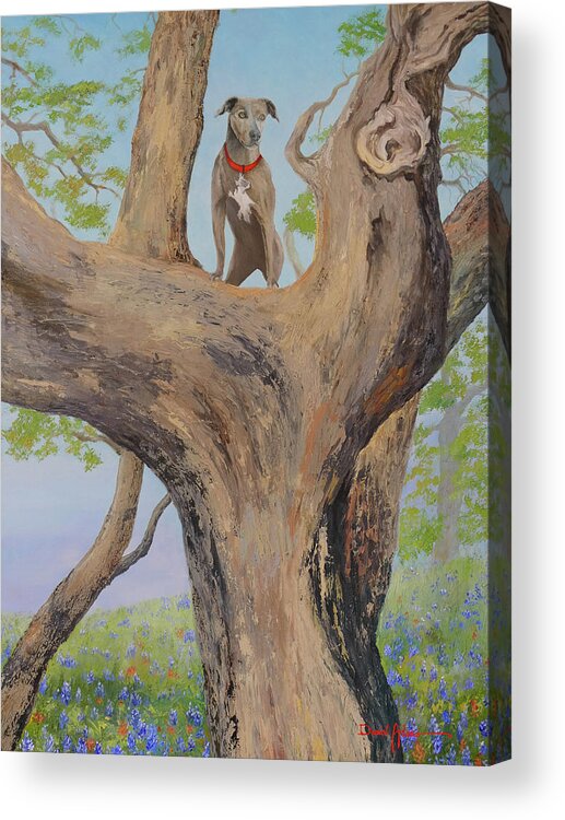 Dog Acrylic Print featuring the painting Blue Lacy in a Tree by Daniel Adams
