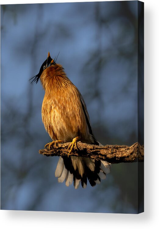 Brahminy Acrylic Print featuring the photograph Brahminy Starling by Rajat Dhesi