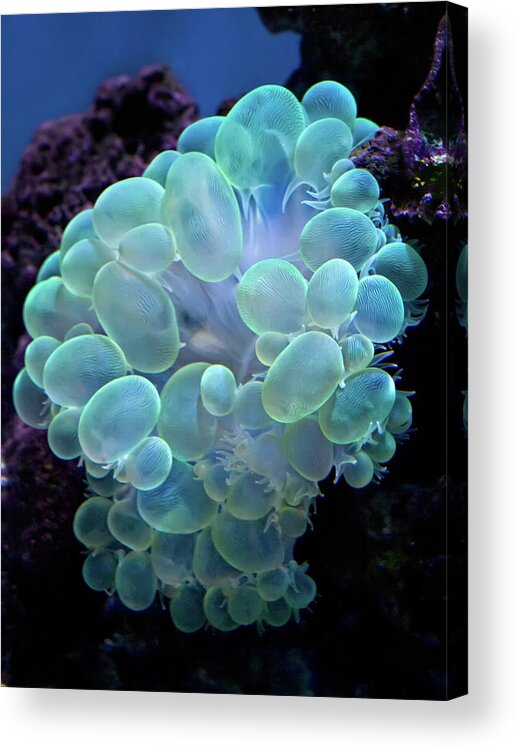 Underwater Acrylic Print featuring the photograph Bubble Coral by Celeste Mookherjee