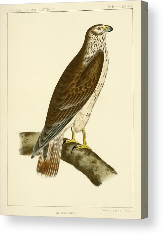 Birds Acrylic Print featuring the mixed media Buteo cooperi by Bowen and Co lith and col Phila