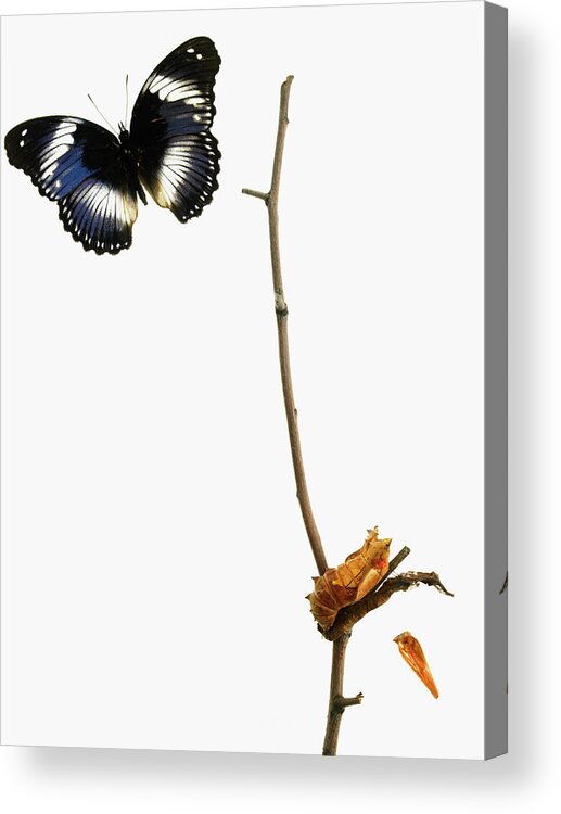 White Background Acrylic Print featuring the photograph Butterfly Transformation by David Arky