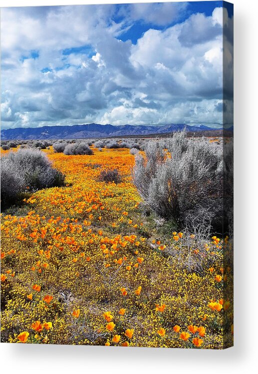 California Poppy Patch Acrylic Print featuring the photograph California Poppy Patch by Glenn McCarthy Art and Photography