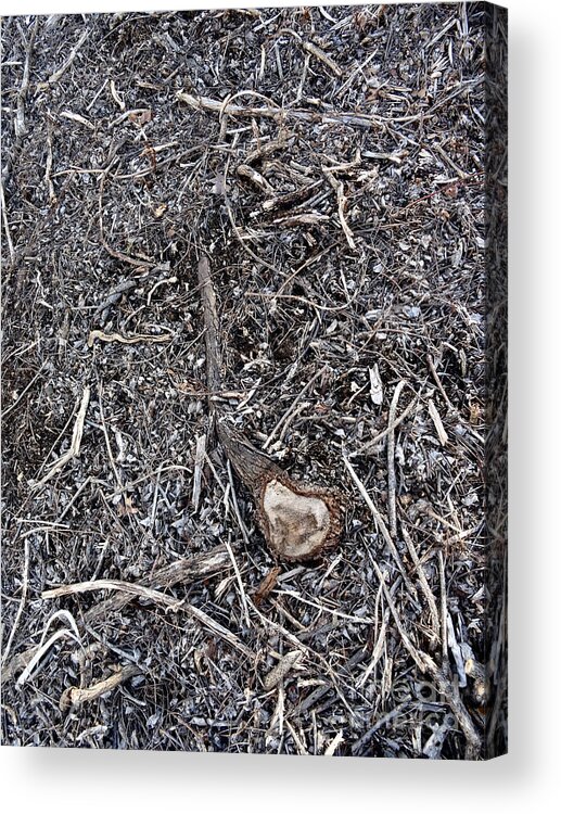 Canal Acrylic Print featuring the photograph Canal Stumps-038 by Christopher Plummer