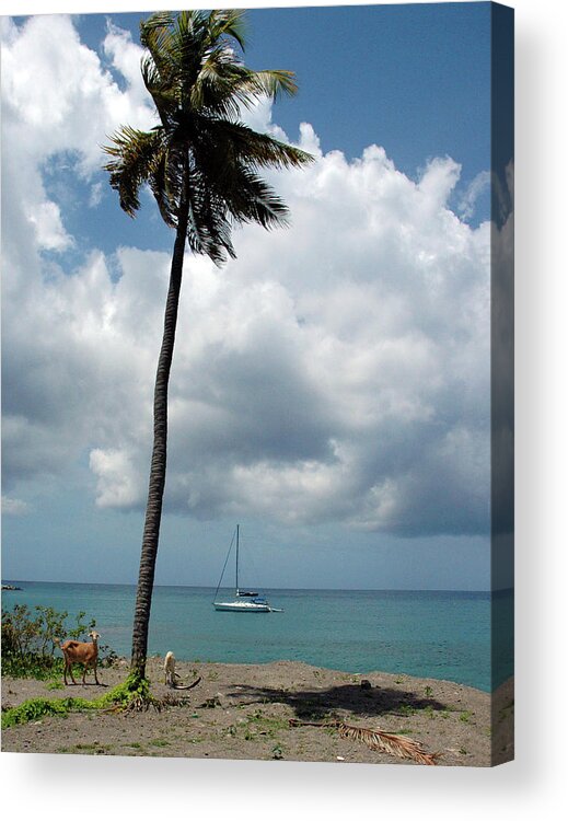 Caribbean Acrylic Print featuring the photograph Caribbean Afternoon by Mark Duehmig