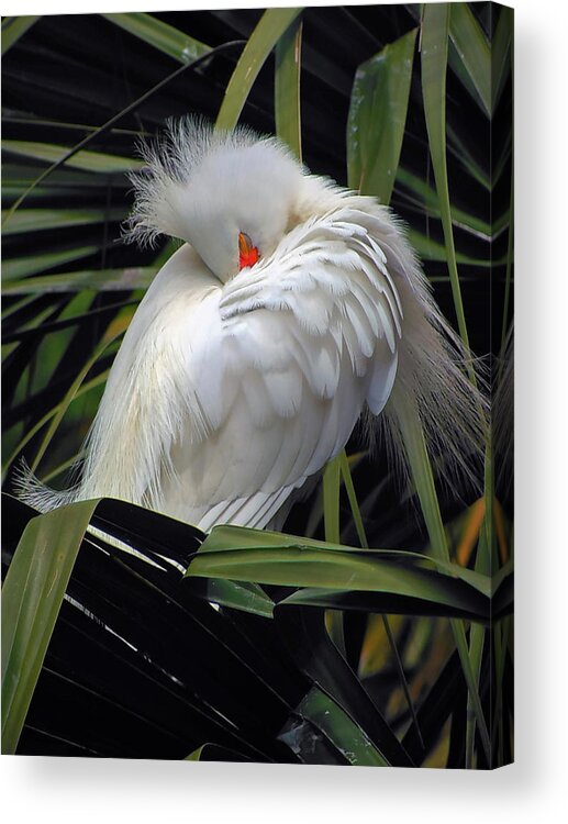 Egret Acrylic Print featuring the photograph Catching the Red Eye by Michael Allard