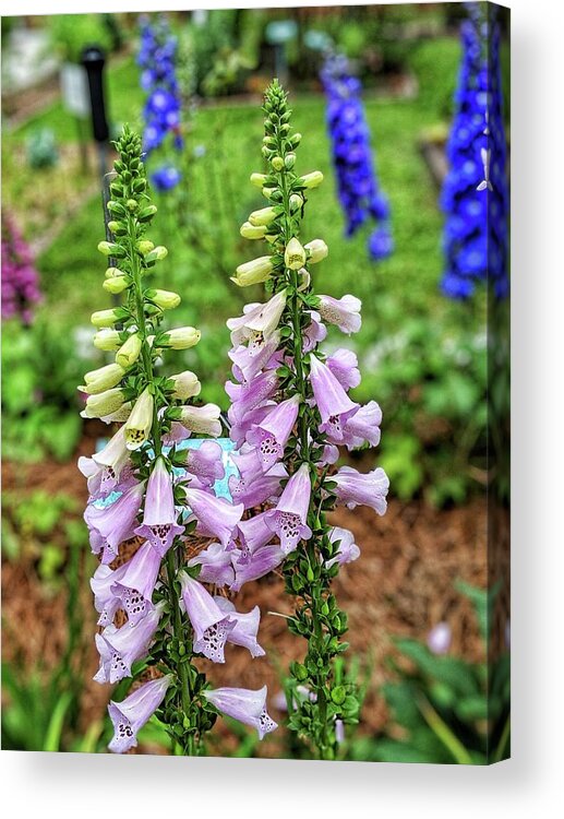 Flowers Acrylic Print featuring the photograph Cocklebells by Portia Olaughlin