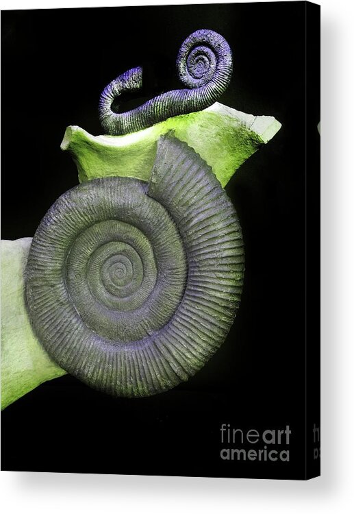 Animal Acrylic Print featuring the photograph Coiled And Heteromorph Ammonites by Sinclair Stammers/science Photo Library
