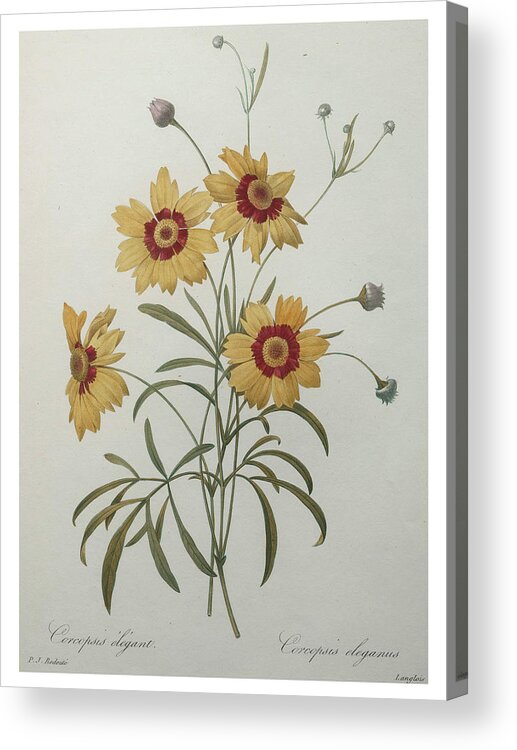 Redoute Acrylic Print featuring the painting Coreopsis or Tickseed by Pierre-Joseph Redoute