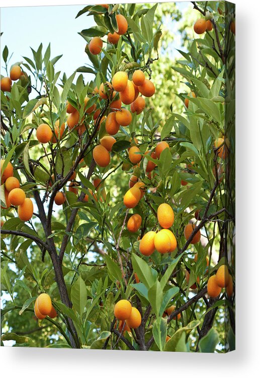 Outdoors Acrylic Print featuring the photograph Cumquats On A Tree by Bill Boch