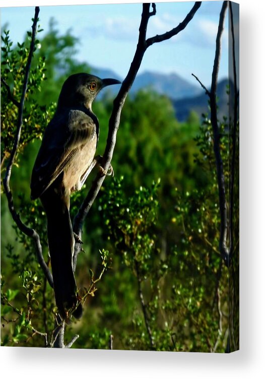 Affordable Acrylic Print featuring the photograph Curve-Billed Thrasher on Creosote by Judy Kennedy