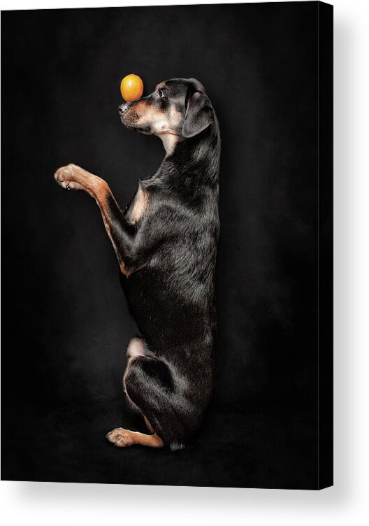 Pets Acrylic Print featuring the photograph Dog Balancing An Orange On Her Nose by Chad Latta
