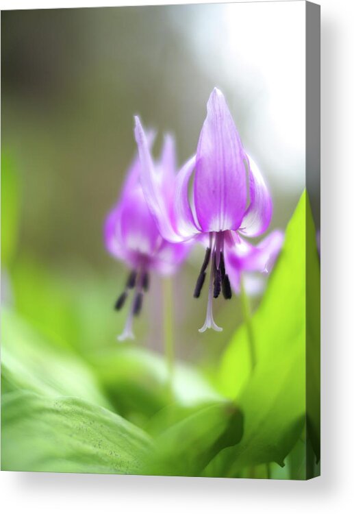 Osaka Prefecture Acrylic Print featuring the photograph Dogtooth Violet by Myu-myu