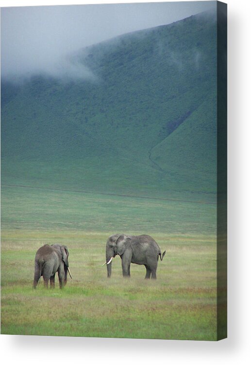 Grass Acrylic Print featuring the photograph Elephants In Ngorongoro Crater by By Geof Wilson