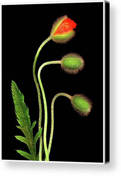 Opening Acrylic Print featuring the photograph Emerging by Jayar Digital Art