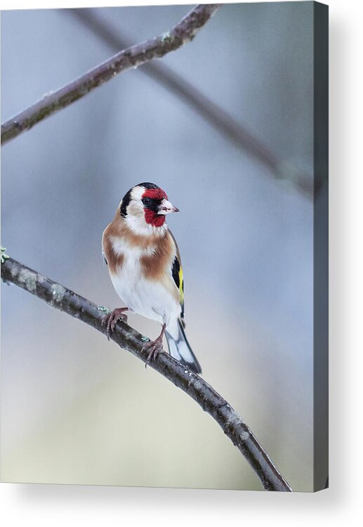 Carduelis Carduelis Acrylic Print featuring the photograph European Goldfinch looking right by Jouko Lehto