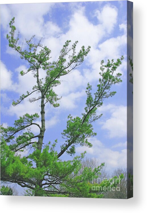 Branches; Tree; Sky; Blue; Green; Clouds; Pine; High Acrylic Print featuring the photograph Ever Higher by Ann Horn