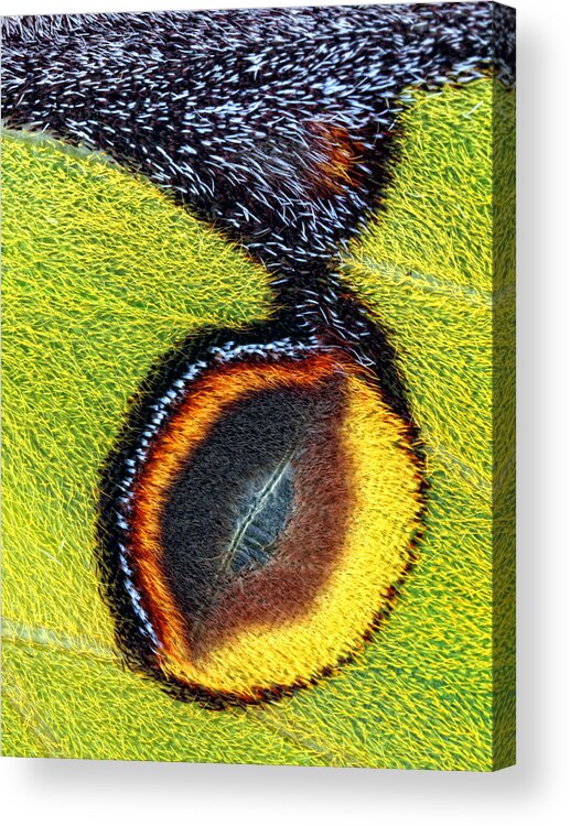 Moth Acrylic Print featuring the photograph Eyespot by Jimmy Hoffman
