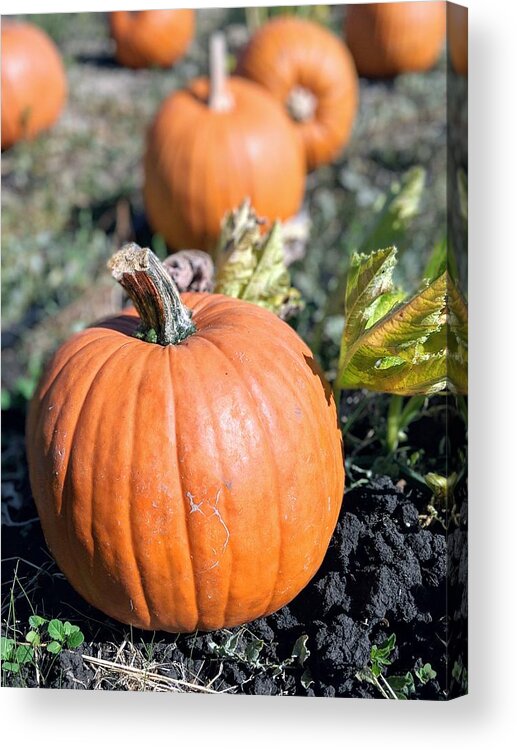 Pumpkin Acrylic Print featuring the photograph Fall Pumpkins by Jeff Floyd CA