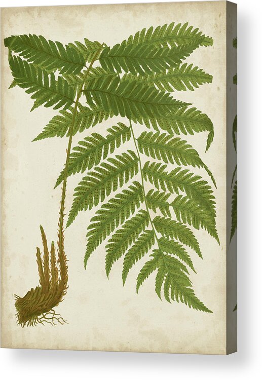 Botanical & Floral+ferns+botanical Study Acrylic Print featuring the painting Fern Trio II by Vision Studio