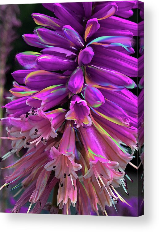  Acrylic Print featuring the digital art Flamingo by Cindy Greenstein